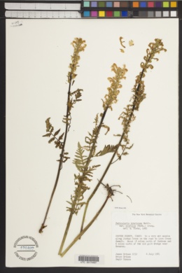 Pedicularis bracteosa var. siifolia image