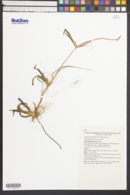 Vallisneria australis image