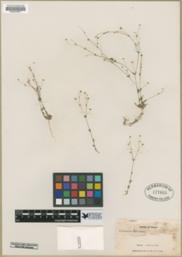 Image of Arenaria benthamii