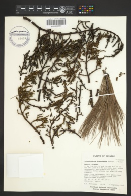 Arceuthobium hondurense image