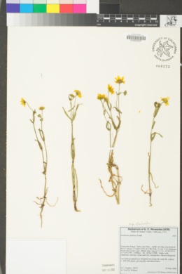 Lasthenia glabrata subsp. glabrata image