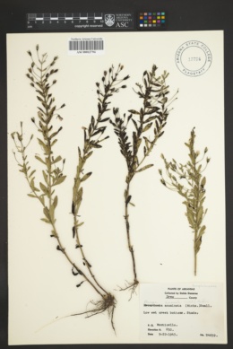 Bacopa acuminata image