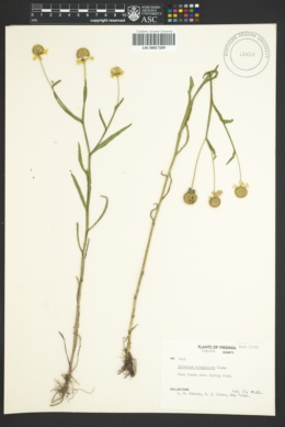 Image of Helenium virginicum