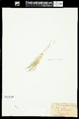Dichanthelium wilcoxianum image