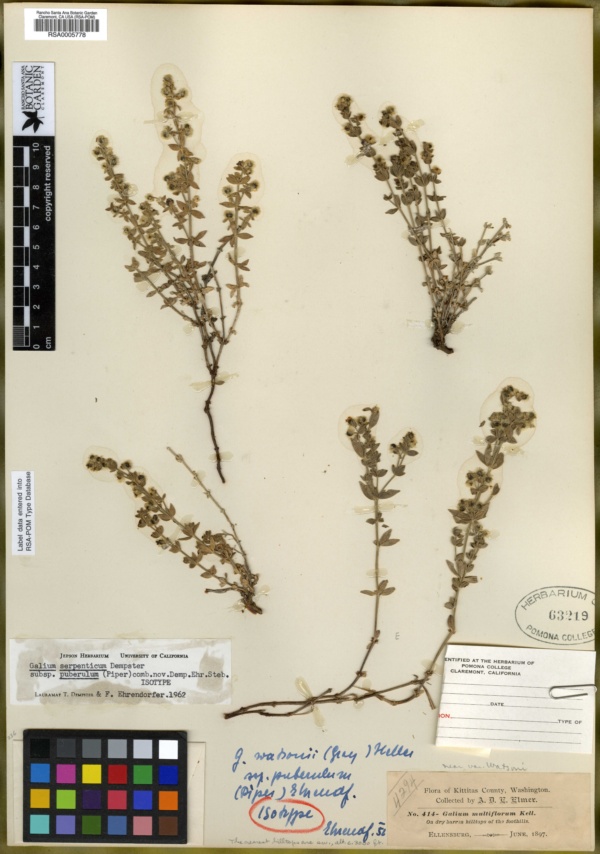Galium serpenticum subsp. puberulum image