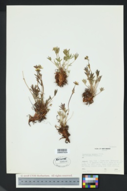 Image of Potentilla biflora