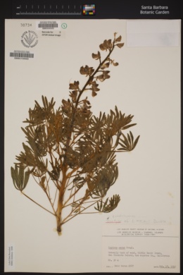 Lupinus guadalupensis image
