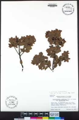 Arctostaphylos viridissima image