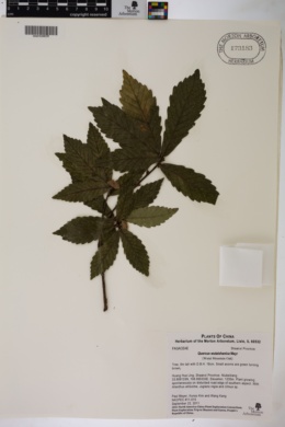 Quercus wutaishanica image