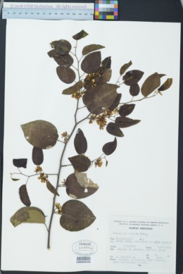 Image of Dalbergia brownei