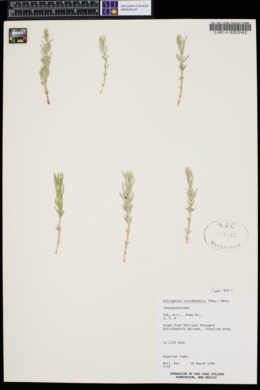 Nitrophila occidentalis image