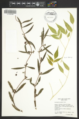 Struthanthus palmeri image
