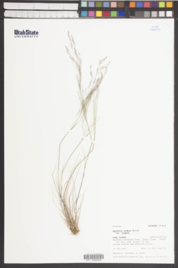 Agrostis scabra var. scabra image