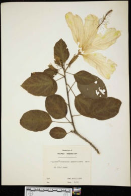 Hibiscus arnottianus image