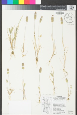 Koeleria gerardi image