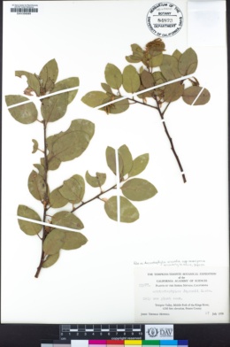 Arctostaphylos viscida subsp. mariposa image