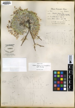 Astragalus calycosus var. monophyllidius image