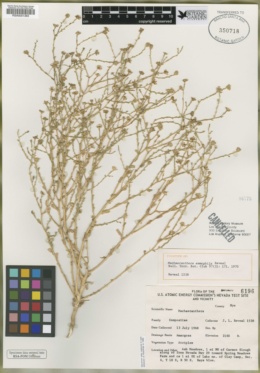 Leucosyris arida image