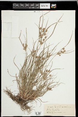 Cyperus torreyi image