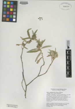 Image of Croton yecorensis