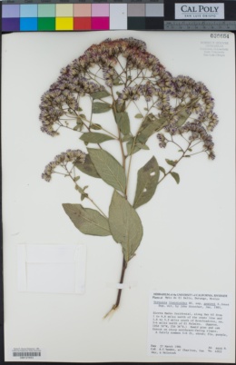 Image of Vernonanthura liatroides
