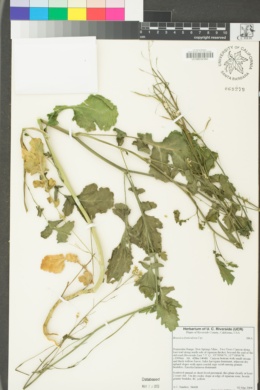 Brassica fruticulosa image