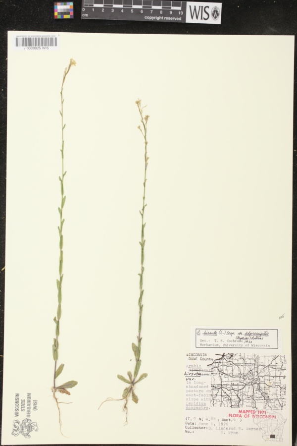 Arabis pycnocarpa var. adpressipilis image