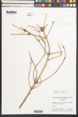 Image of Picea wilsonii