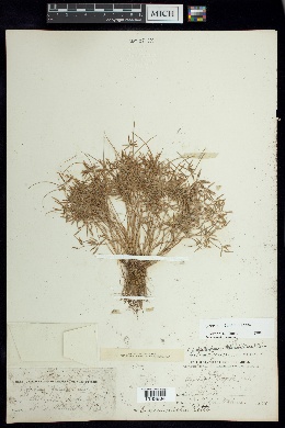 Cyperus fugax image