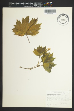 Image of Begonia portillana