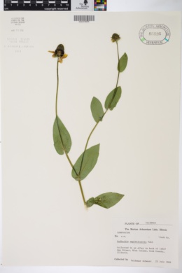 Image of Rudbeckia amplexicaulis