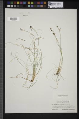 Carex alba image