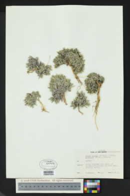 Phlox hoodii subsp. glabrata image