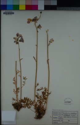 Polemonium caeruleum subsp. villosum image