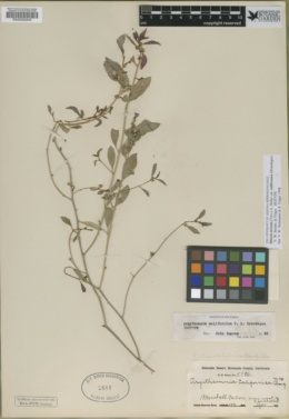 Ditaxis serrata var. californica image