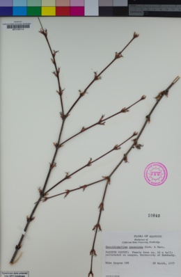 Image of Cercidiphyllum japonicum