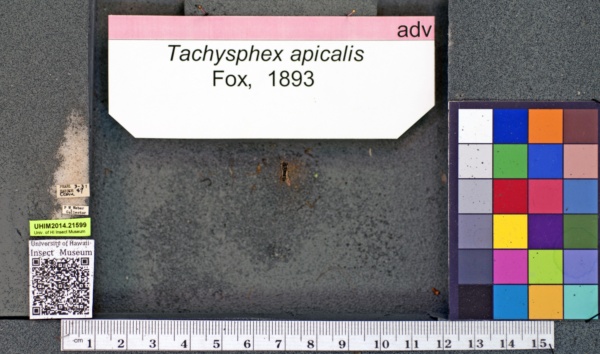 Tachysphex apicalis image