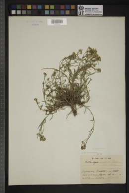 Gutierrezia pomariensis image