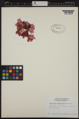Haraldiophyllum crispatum image