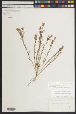 Orthocarpus tolmiei subsp. tolmiei image