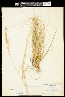 Achnatherum thurberianum image