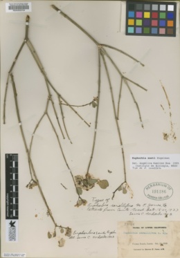 Image of Euphorbia corallifera
