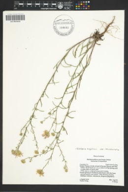Dieteria bigelovii var. mucronata image