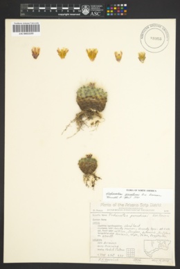 Image of Pediocactus paradinei