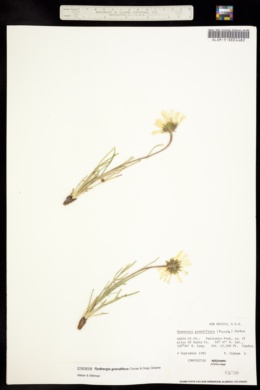 Image of Rydbergia grandiflora