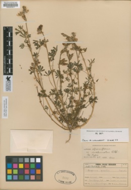Lupinus sparsiflorus var. inopinatus image