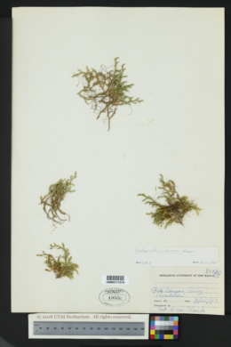 Selaginella underwoodii image
