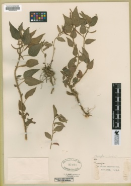 Acalypha langiana image
