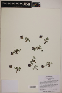 Trifolium parryi var. montanense image