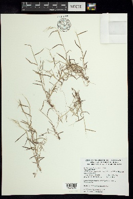 Muhlenbergia diversiglumis image